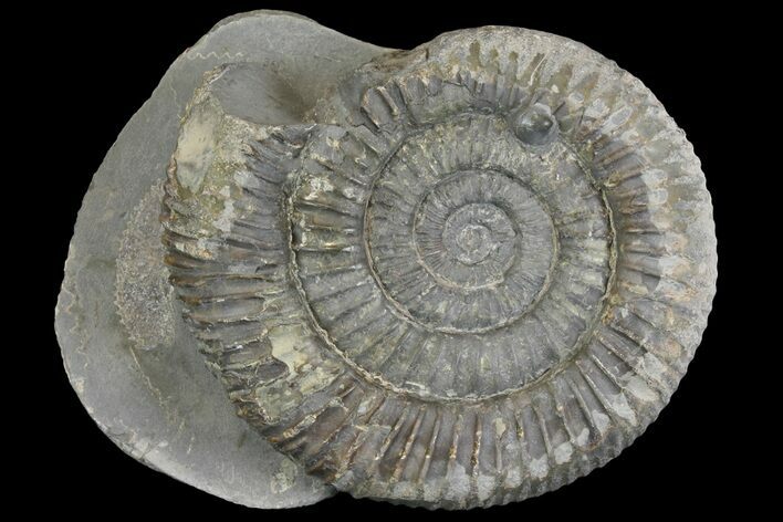 Ammonite (Dactylioceras) Fossil - England #149815